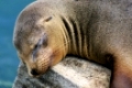 schlafender Galapagos-Seelöwe auf Floreana